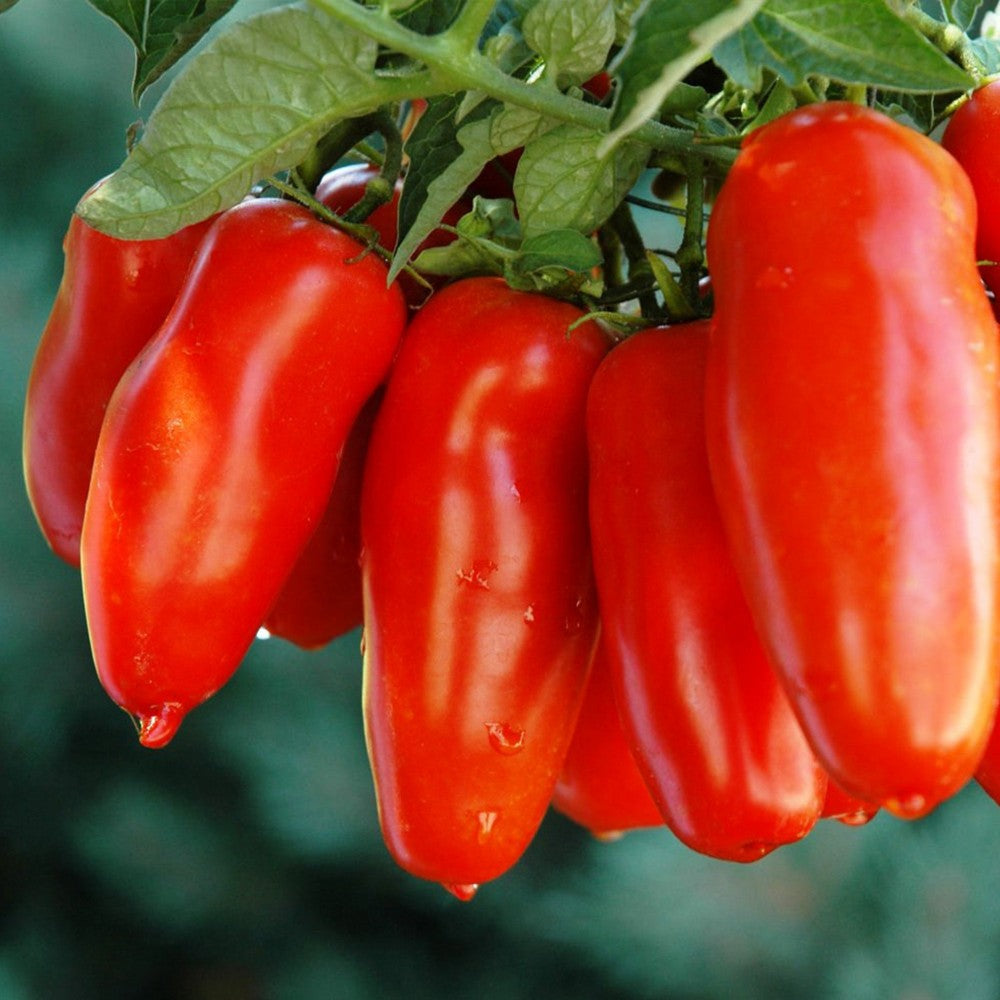 Roma Tomato Organic