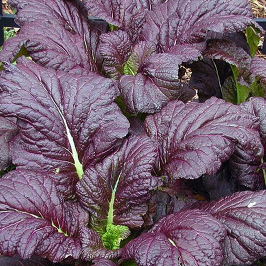 Purple Mustard Greens