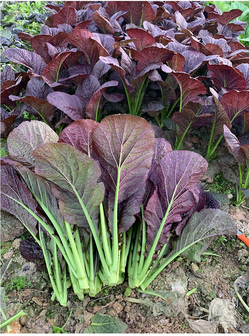 Purple Mustard Greens