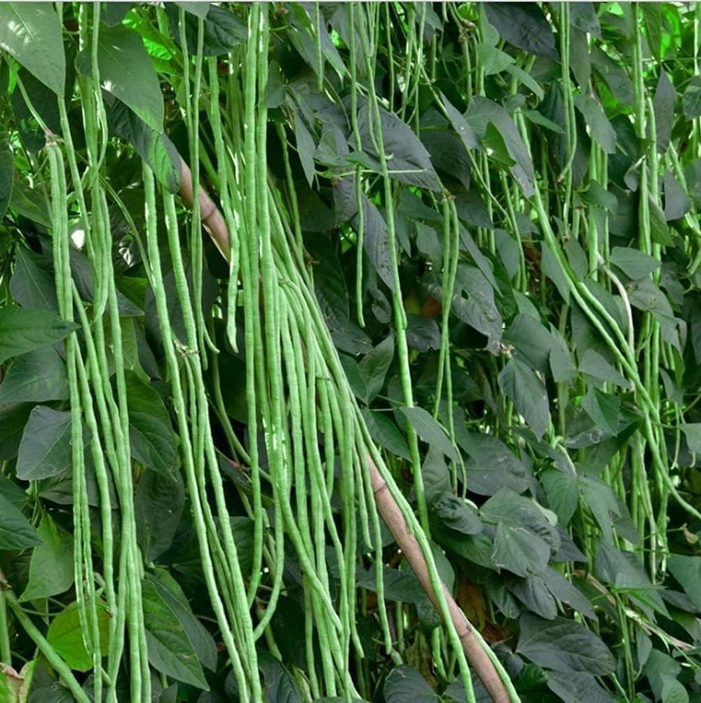 60%  OFF🔥SUPER-LONG GREEN BEAN SEEDS - SUPER YIELD