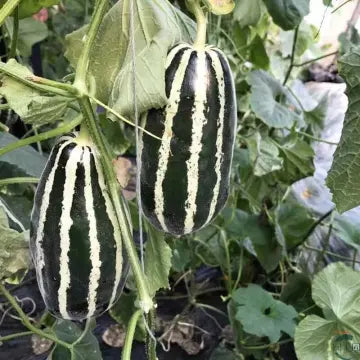 Honey Rock Melon Seeds Muskmelon Seeds