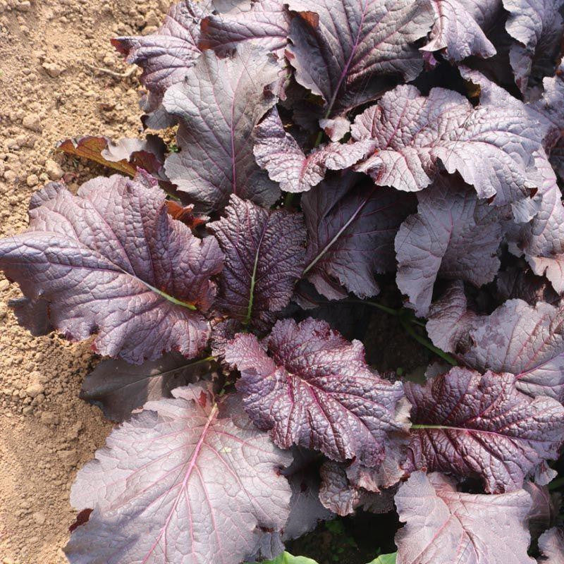 Purple Mustard Greens