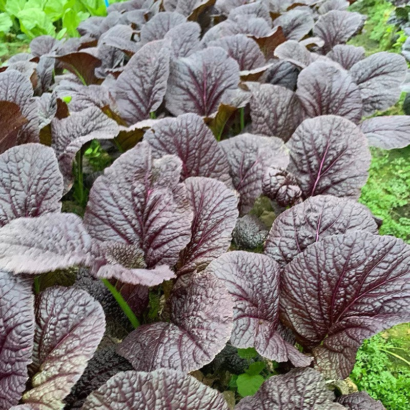 Purple Mustard Greens