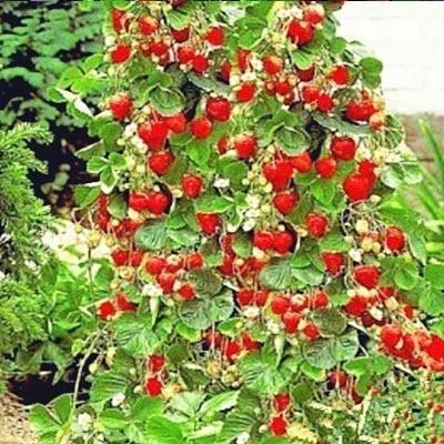 Climbing Strawberry Tree Seeds