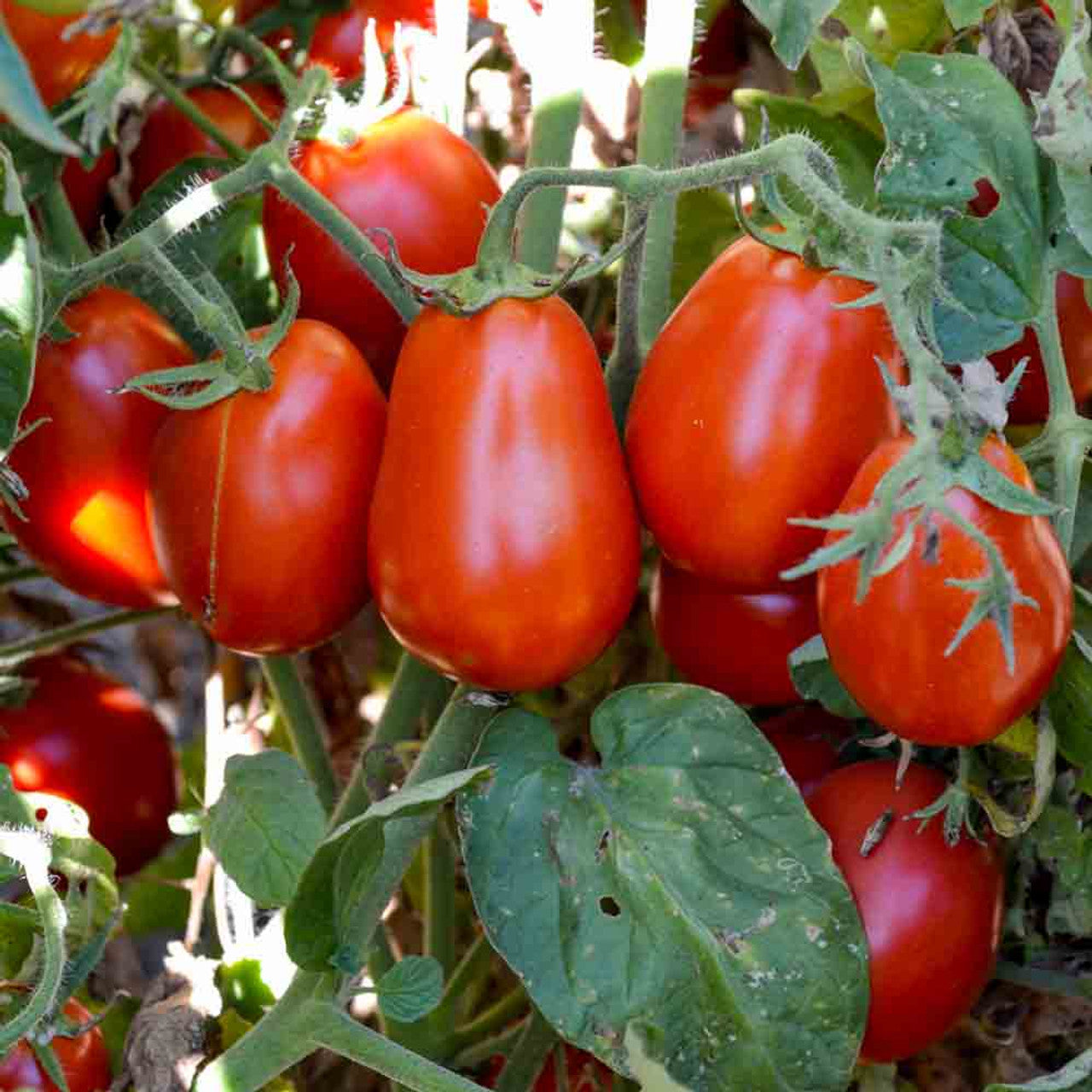 Roma Tomato Organic