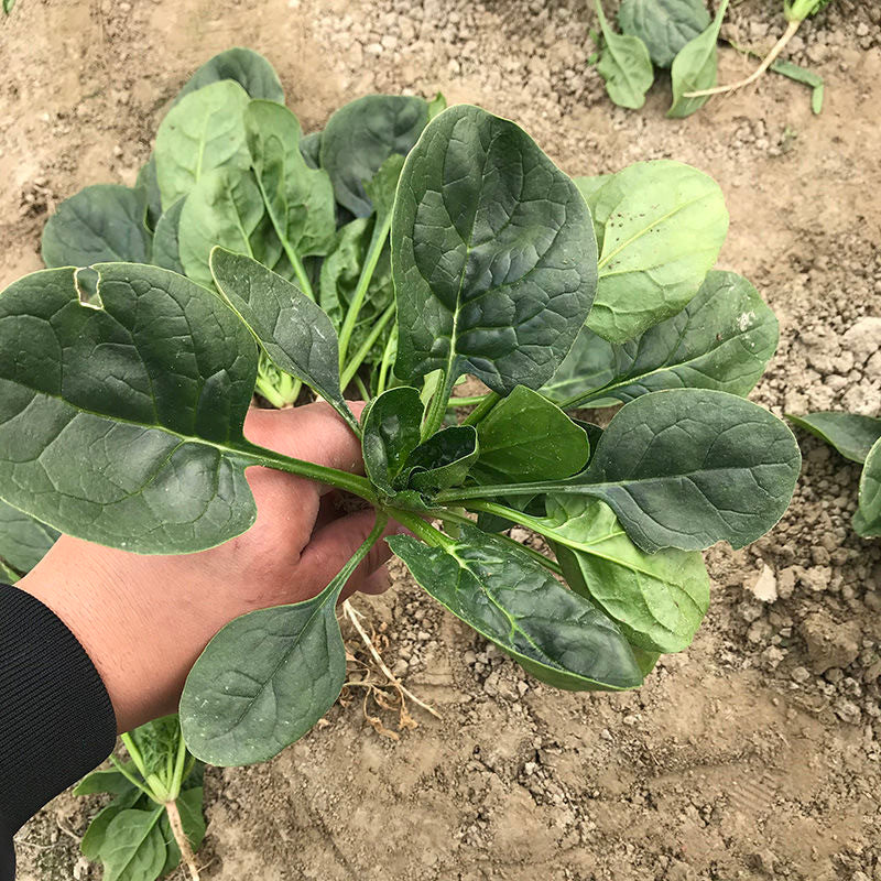 Dwarf Spinach