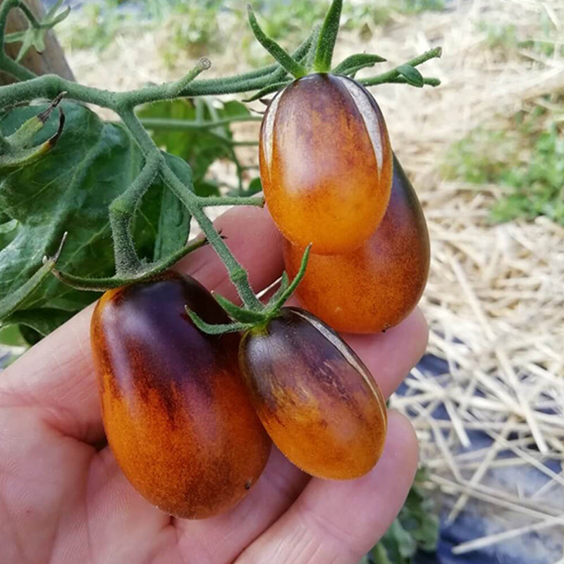 Indigo Pear Drop Tomatoes