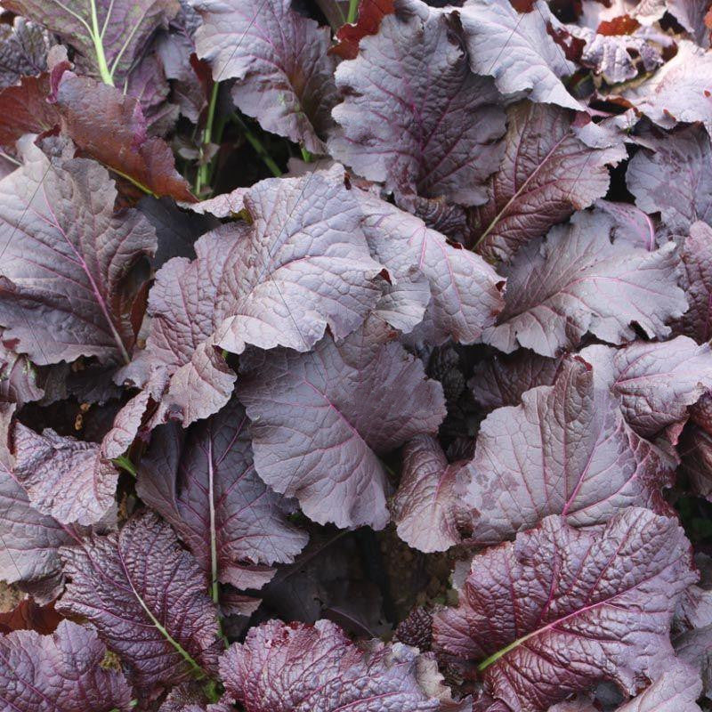 Purple Mustard Greens