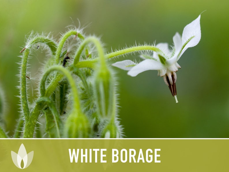 😍😍Last Day Sale - 60% OFF✨White Borage Seeds