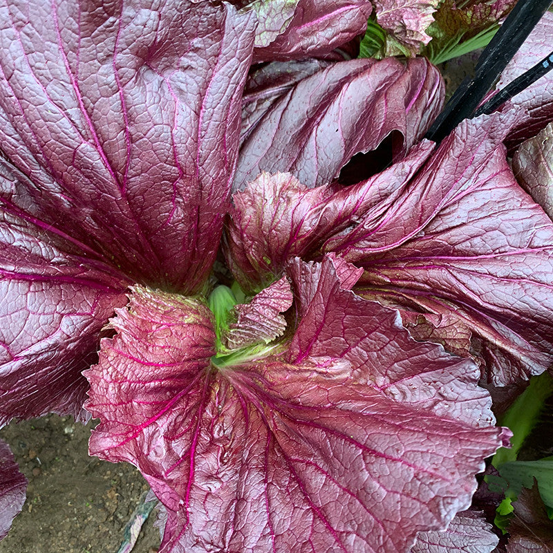 Purple Mustard Greens