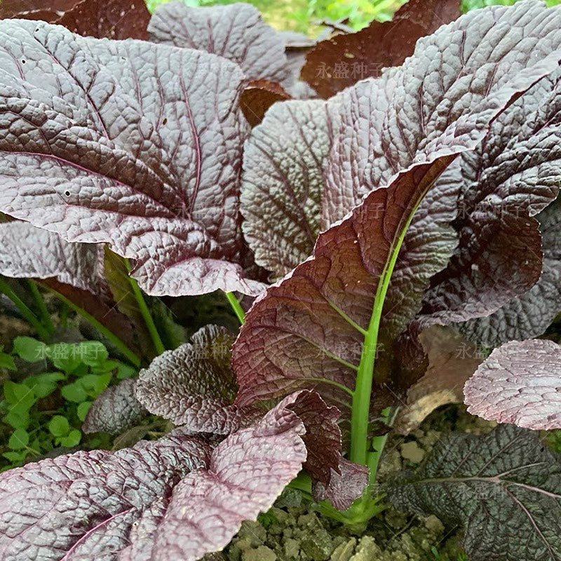 Purple Mustard Greens