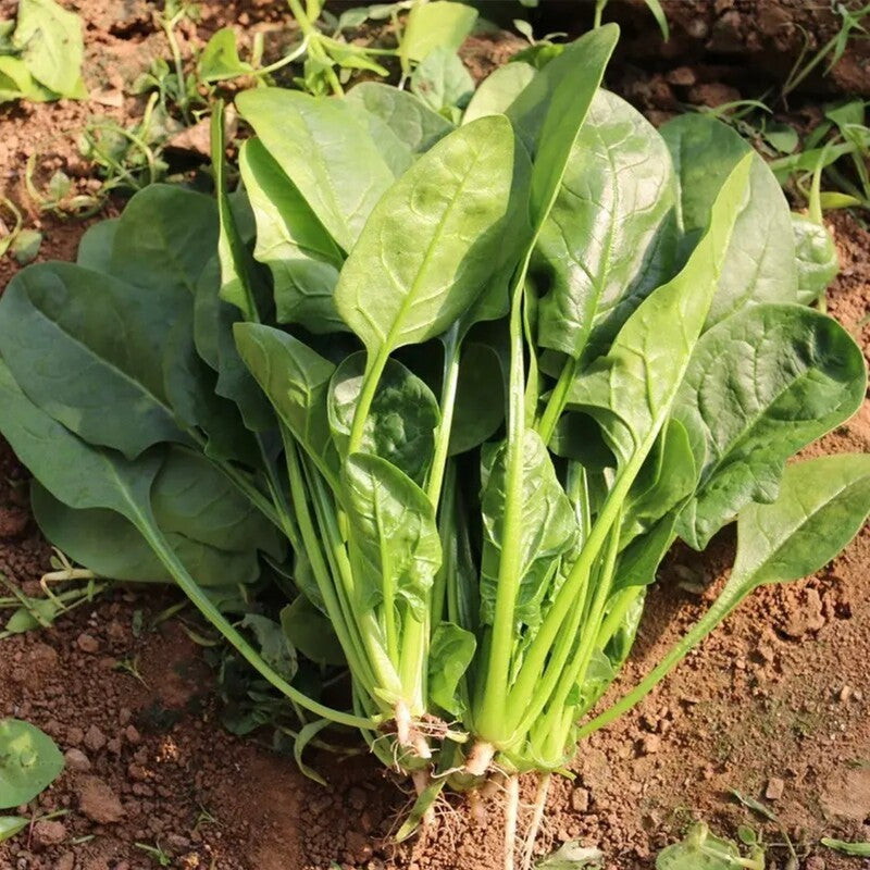 Dwarf Spinach