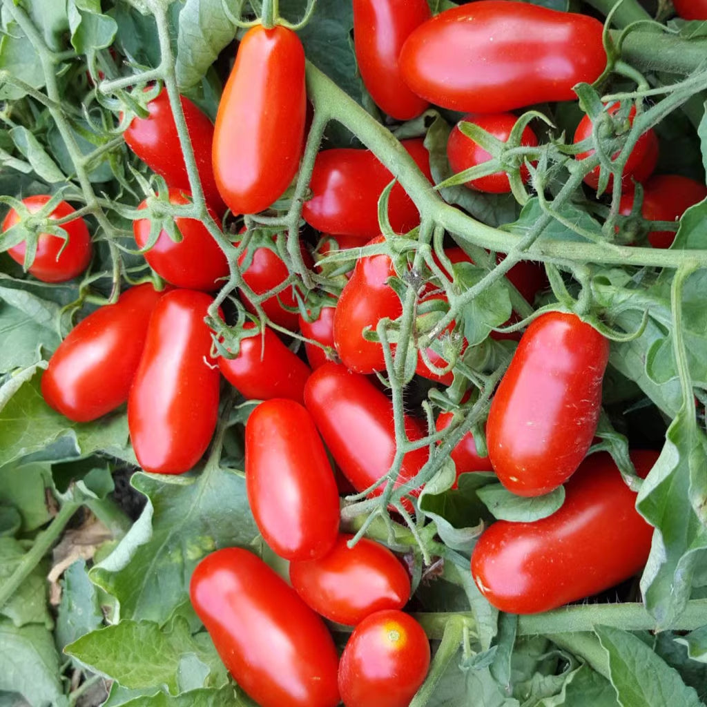 Roma Tomato Organic