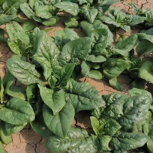 Dwarf Spinach