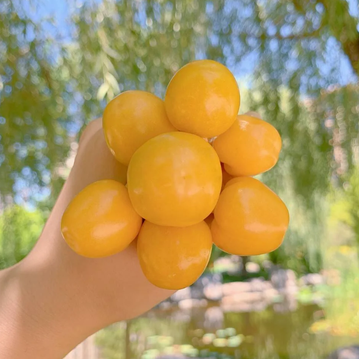 🍒Golden Berry Seeds Lantern Fruit Seeds—Golden Fruit