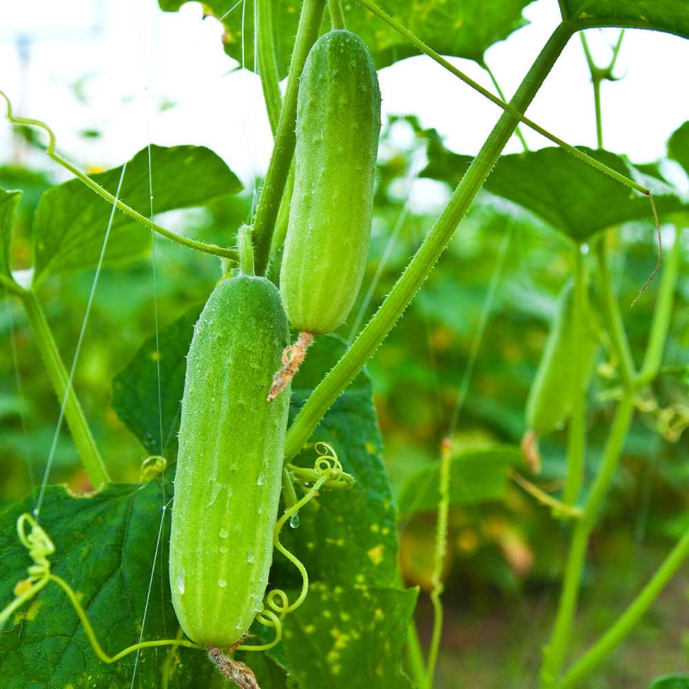 Big Sale - Fruit Cucumber Seeds