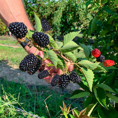 🔥Sweet Giant Blackberry Seeds