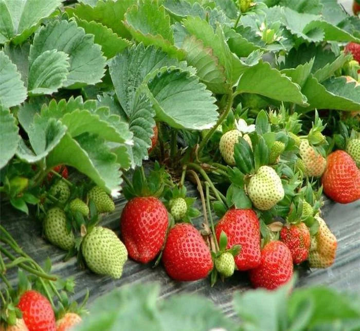 Last Day 70% OFF-  🍓CREAM STRAWBERRY SEEDS- Non-GMO