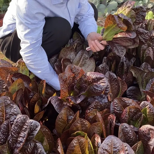 Coffee Leaf lettuce Seeds-Harvest Within 30 days-Fewer pests