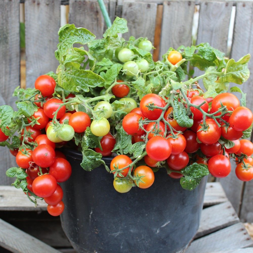 🍅Dwarf Cherry Tomatoes – Easy-to-Grow, Perfect for Containers