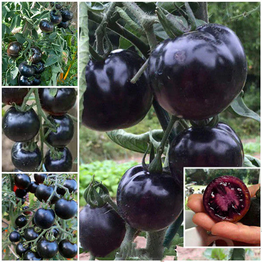 Indigo Rose Tomato Seeds, Heirloom, Non-GMO50/100 Organic