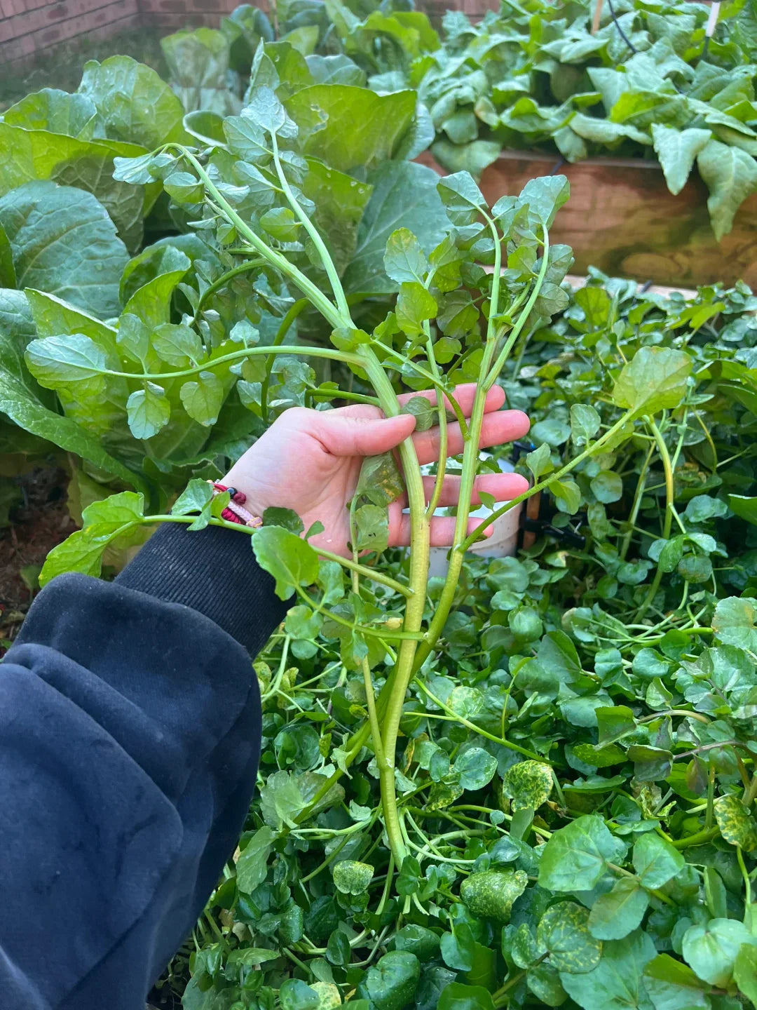 Watercress Seeds