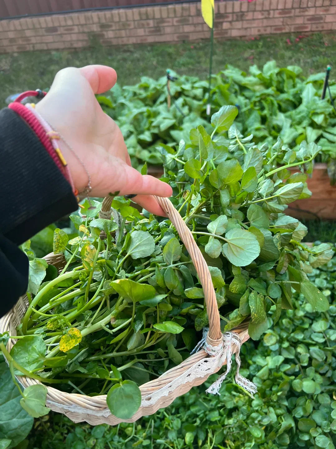 Watercress Seeds