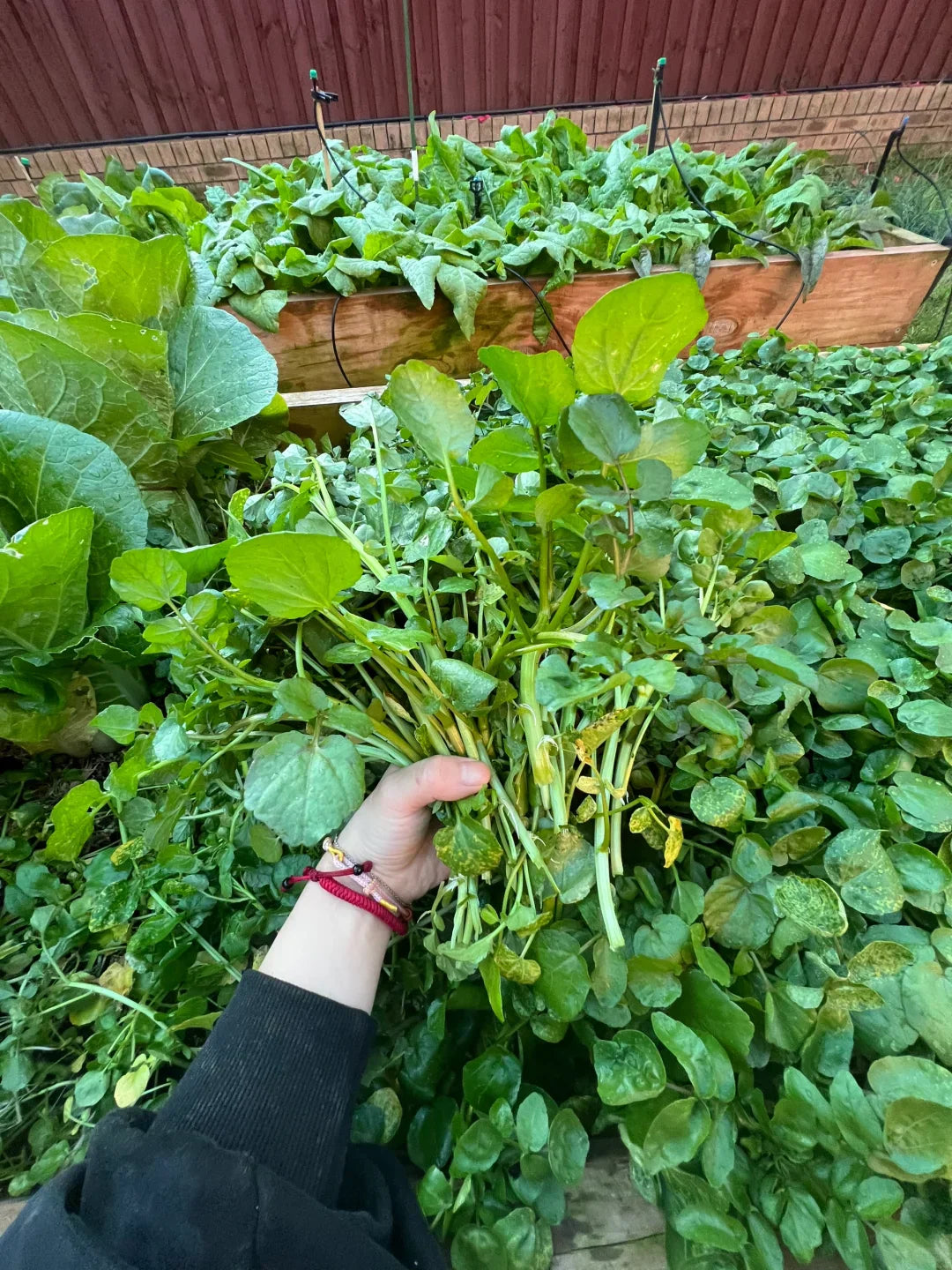 Watercress Seeds