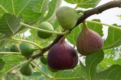 Fig Tree Seeds (Ficus carica), Sweet Fruit Shrub