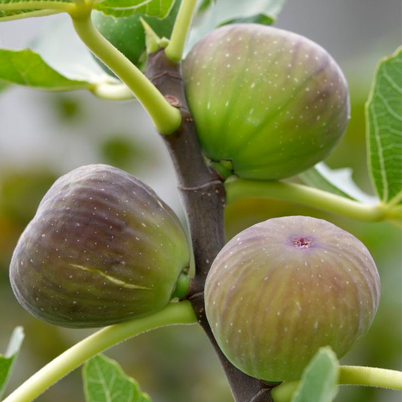 Fig Tree Seeds (Ficus carica)🍀Sweet Fruit Shrub-Cold and heat resistant