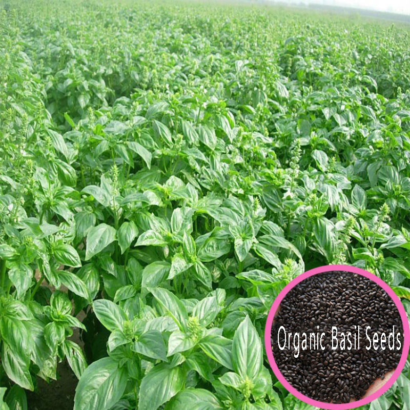 😍Last Day Sale - 60% OFF✨Organic Basil Seeds