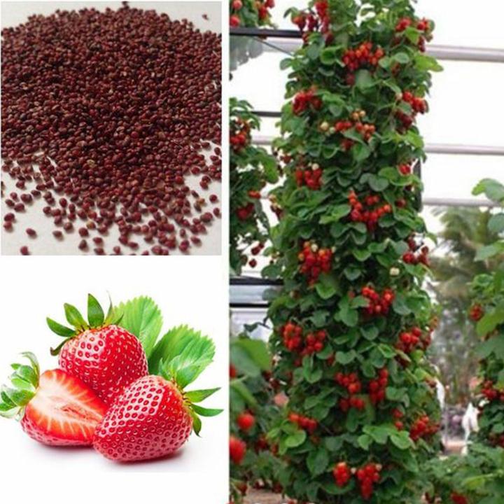 Climbing Strawberry Tree Seeds