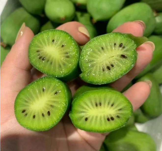 🥝Kiwi Seeds🥝🥝