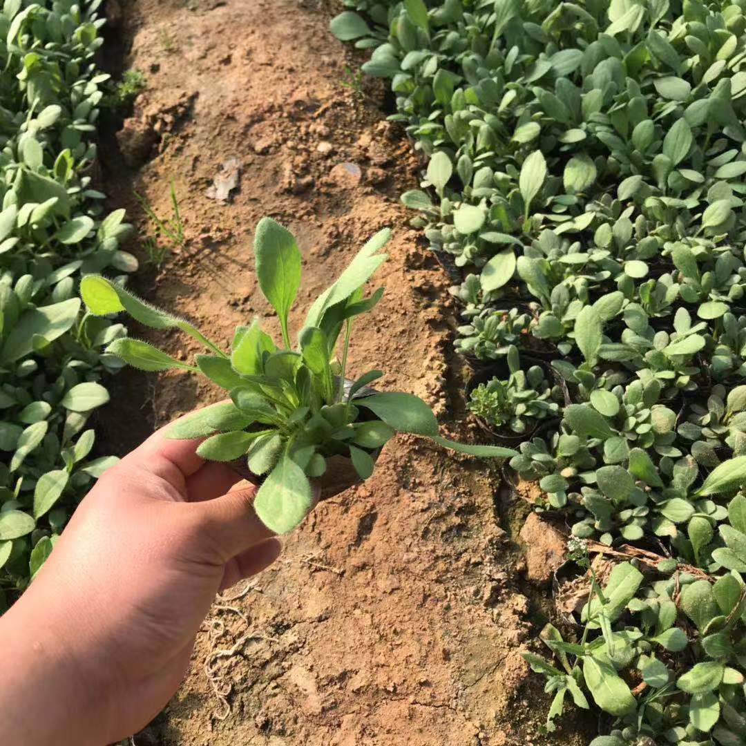 😍Last Day Sale - 60% OFF✨Organic Sage Seeds