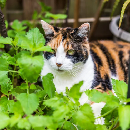 😍Last Day Sale - 60% OFF✨Catnip Seeds