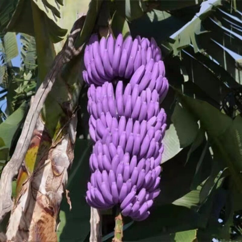 Drawf Banana Seeds