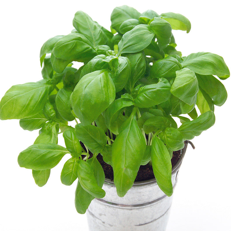 😍Last Day Sale - 60% OFF✨Organic Basil Seeds