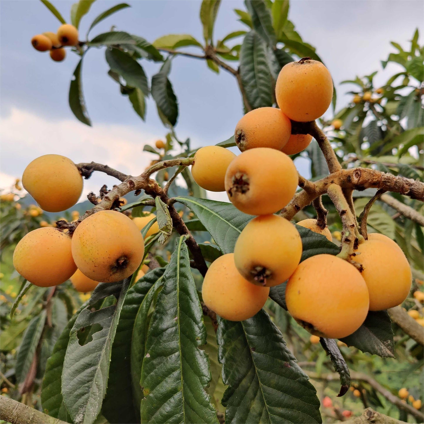 Five-star Loquat Seeds