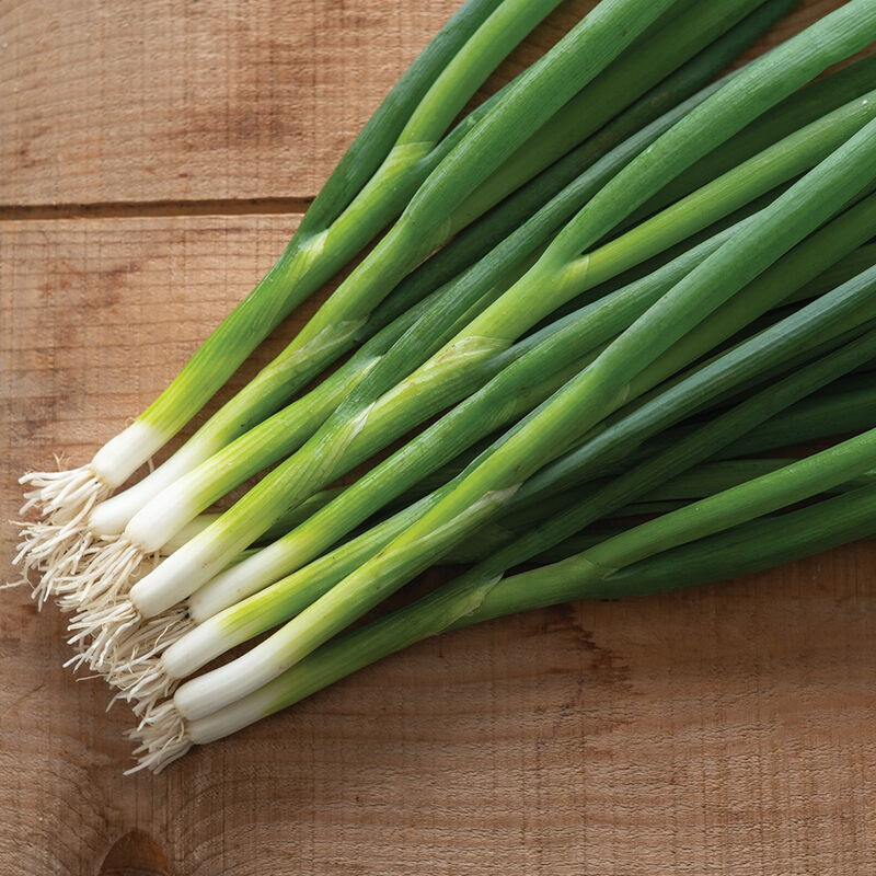 😍Last Day Sale - 60% OFF✨Green Onion seeds