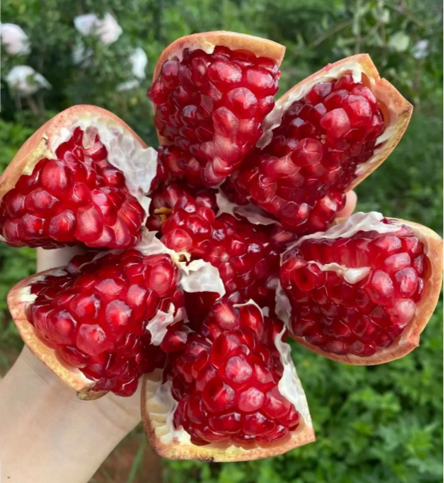 Soft Seeded Pomegranate Seeds