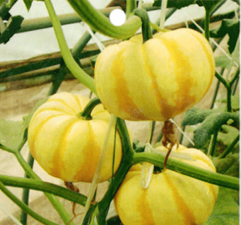 Rare and exotic pumpkin seeds