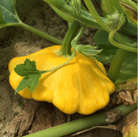 Rare and exotic pumpkin seeds