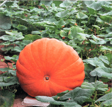 Rare and exotic pumpkin seeds