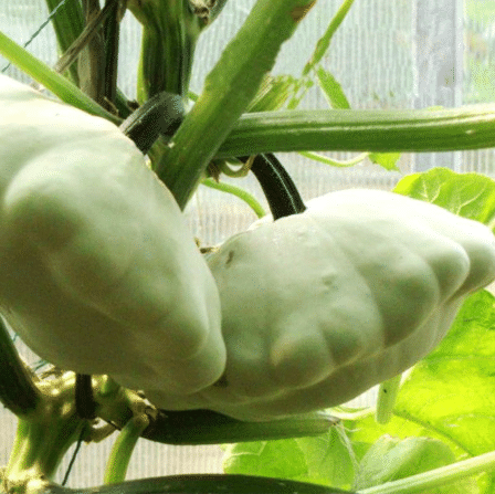 Rare and exotic pumpkin seeds