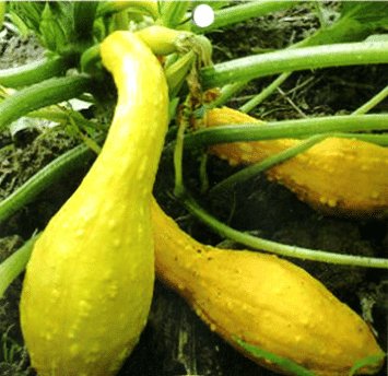 Rare and exotic pumpkin seeds