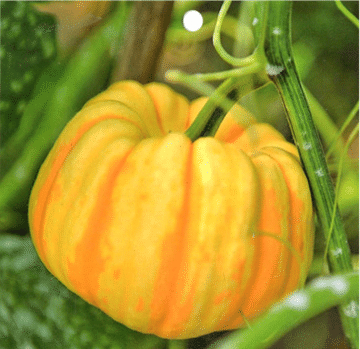 Rare and exotic pumpkin seeds