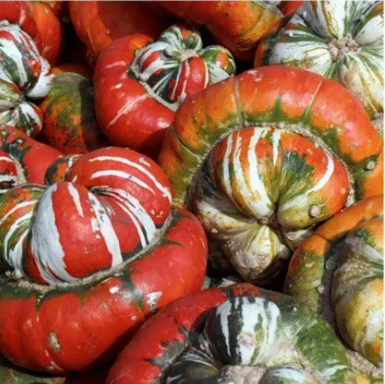 Rare and exotic pumpkin seeds