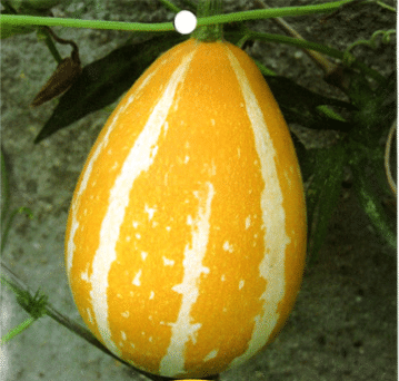 Rare and exotic pumpkin seeds