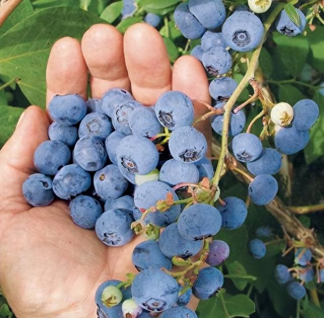 🫐King of Berries🫐 - 🔥Giant Blueberry Fruit Seeds🔥 - Four Seasons Plants