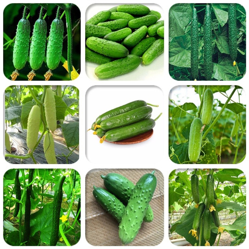 Thornless Fruit Cucumber Seeds